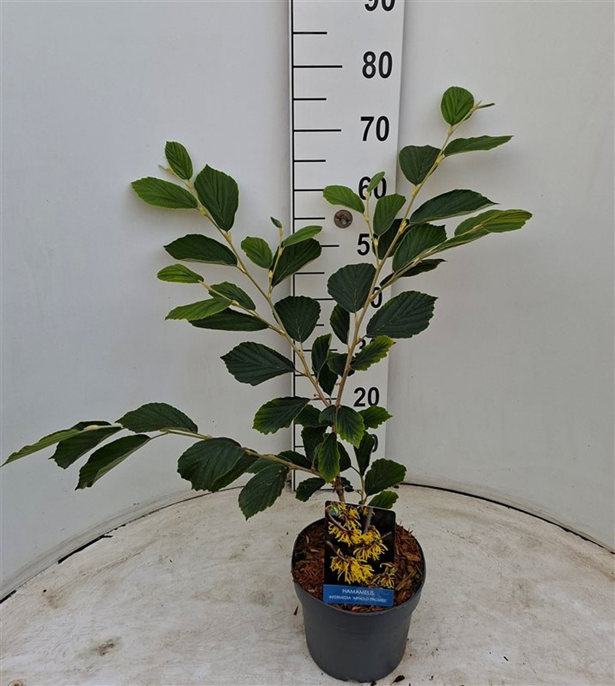 Hamamelis int. 'Arnold Promise' - C3 40-60 CM